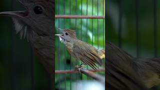 Download lagu Kapas Tembak Gacor! #burunggacor #suarakapastembak #kicaumanianusantara #kapastembak #burungkicau mp3 Download lagu Kapas Tembak Gacor! #burunggacor #suarakapastembak #kicaumanianusantara #kapastembak #burungkicau mp3