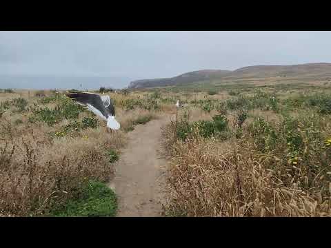 2023.06.04 s5 Anacapa Island Seagull Nesting (5)