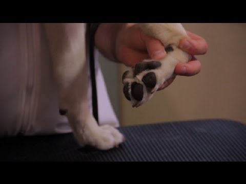 How to Sooth Pink, Irritated Dog Paws : Pet Health