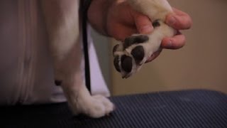 How to Sooth Pink, Irritated Dog Paws : Pet Health