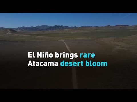 El Niño brings rare Atacama desert bloom