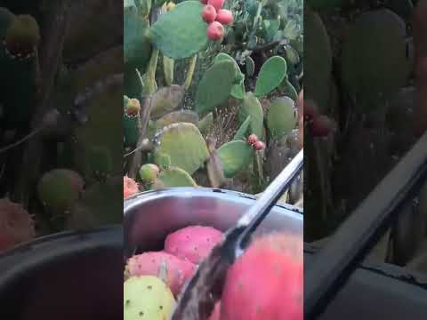 Easy Way to Pick Prickly Pears #cactus #fruit #food #summer #nature