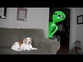 Dog Pranked with Alien: Funny Dog Maymo