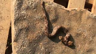 Un serpent à deux têtes - Rare et insolite !