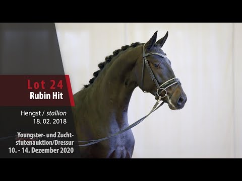 Youngster- und Zuchtstutenauktion/Dressur Lot 24 Rubin Hit Hengst v. Rubin-Royal - Likoto xx