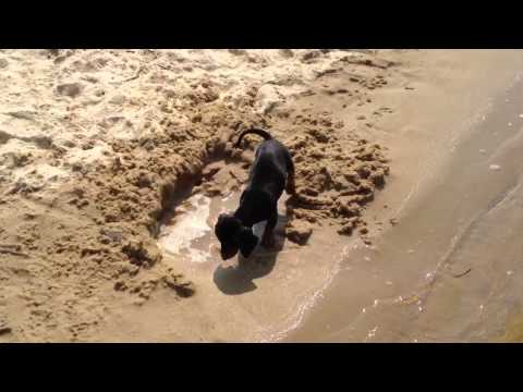 Mitzi on the Beach 4