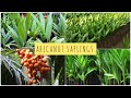 HOW TO GROW ARECANUT SEEDLINGS|SUPARI PAUDA KAISE UGAYE| SUPARI plant from seedSIMPLY SRIJA#YTSHORTS