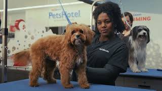 PetSmart | Grooming in...STORE!