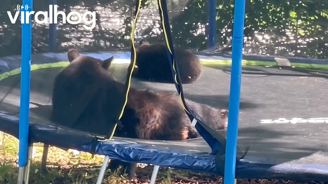 Mama Bear and Cubs Play on Trampoline || ViralHog