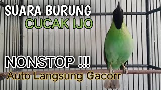 Download lagu Cucak ijo gacor panjang Cuit Cuit EMOSI, Pancingan cucak ijo Belajar Bunyi, terapi AMPUH mp3 Download lagu Cucak ijo gacor panjang Cuit Cuit EMOSI, Pancingan cucak ijo Belajar Bunyi, terapi AMPUH mp3