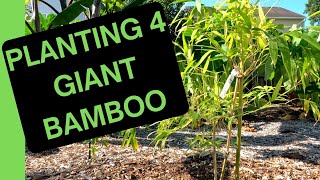 Bamboo Boom: Safely Planting 4 Giant Bamboo Varieties