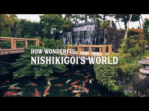 HOW WONDERFUL NISHIKIGOI WORLD