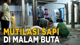 Download lagu Melihat lebih dekat rumah jagal di Wonosari | JELAJAH mp3