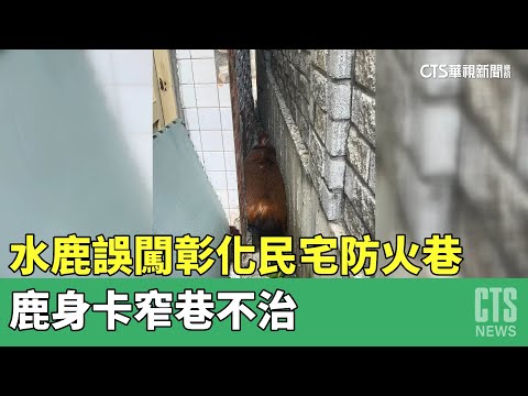 水鹿誤闖彰化民宅防火巷　鹿身卡窄巷不治