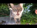 Grey Cat With Long Whiskers Trills And Gives Me Love Bites