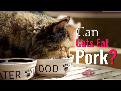 Can Cats Eat Pork? Benefits & Side Effects Of Pork For Cats