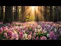 Spring Forest & Beautiful Relaxing Music For Stress Relief ~ Heal Your Heart, Emotions and Nervous 🌿 DEFAULT Thumbnail