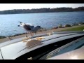 Seagulls Eating Fries
