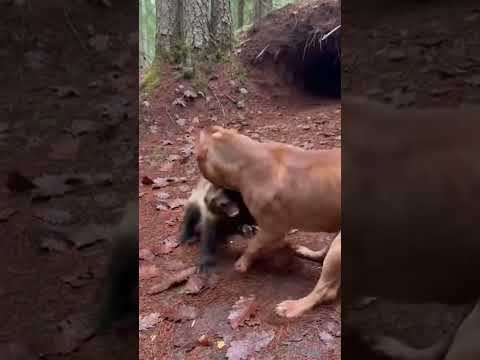 Dog V/S Wolverine Fight Scene #viralshorts​ #viralytshorts​ #shorts​ #animalshorts​ #ytshorts​ #wild