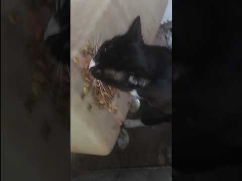 ME and PACK MAN ARE THE SAME #catland #feralcats #kittens