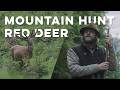 Summer Red Deer Hunting In The Austrian Alps