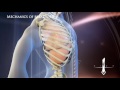 3D Medical   Mechanics of breathing L   v 1 0