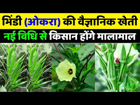 Hybrid Bhindi Seeds Radha