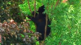 Outrage erupts after Ontario police shoot bear dead in backyard