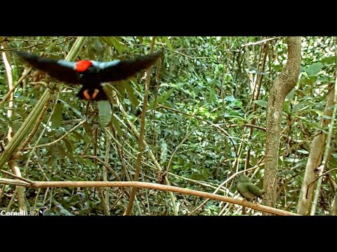 Success! Lance-tailed Manakin Display for Female = Multiple Copulations! | May 4, 2023