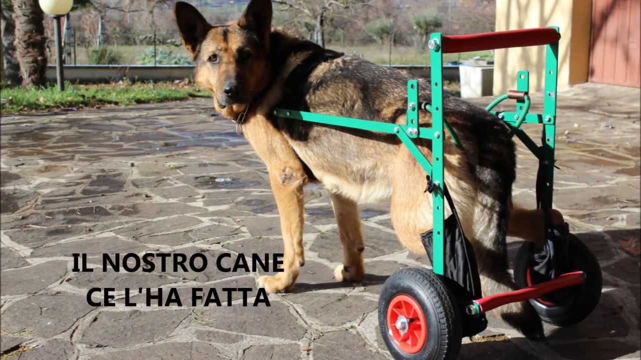 Carrello per cane disabile (Il carrellino di Maurizio)