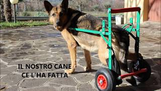 Carrello per cane disabile (Il carrellino di Maurizio)