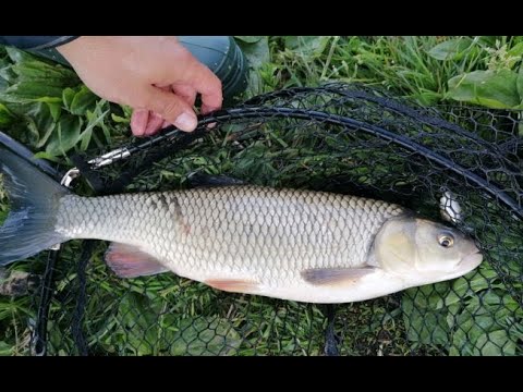 Beautiful Sava river Chub fishing start of season