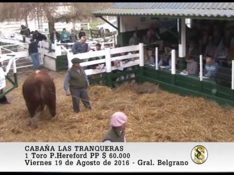 19-08-16 Venta de Toros P.P. - Cabaña Las Tranqueras - Gral. Belgrano