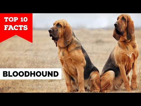 Bloodhound - Top 10 Facts