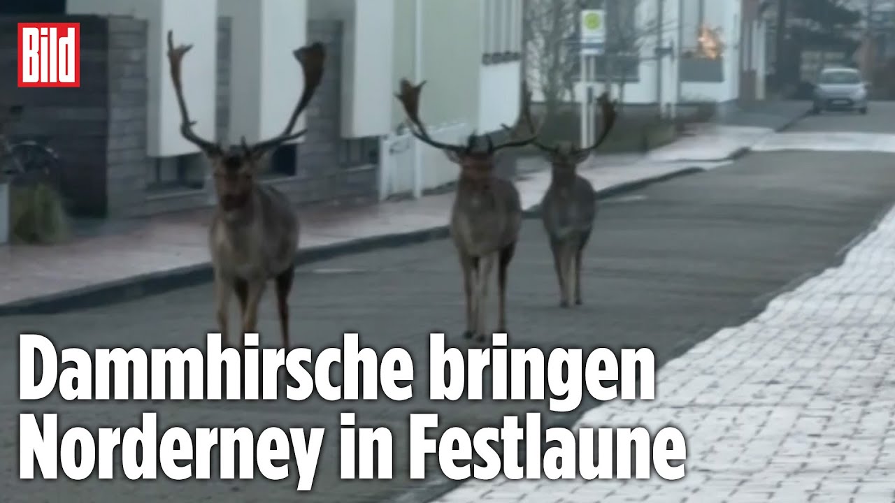 TIERISCHE WEIHNACHTSSTIMMUNG: Dammhirsche spazieren zehn Tage vor Heiligabend über Norderney