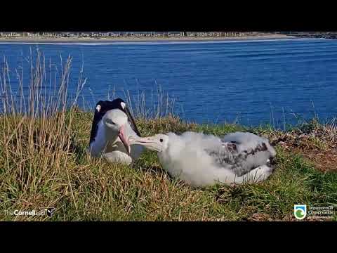 Zooming In On Feeding Time For #RoyalCam Chick | DOC | Cornell Lab – July 21, 2020
