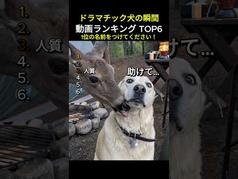 ドラマチック犬の瞬間