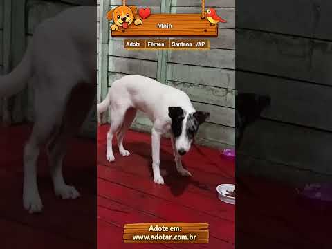 Vídeo de Maia 