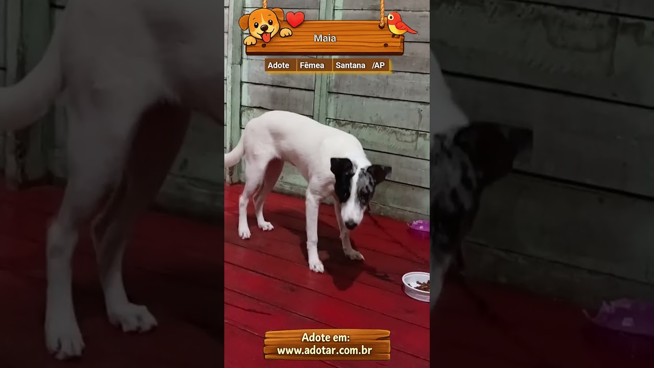 Cachorro raça SRD-ViraLata idade 1 ano nome Maia 