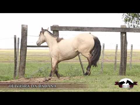 OLIVEIRA DA BADANA    MAPE LEILOES, AGENCIA EL CAMPO  NOV 2013