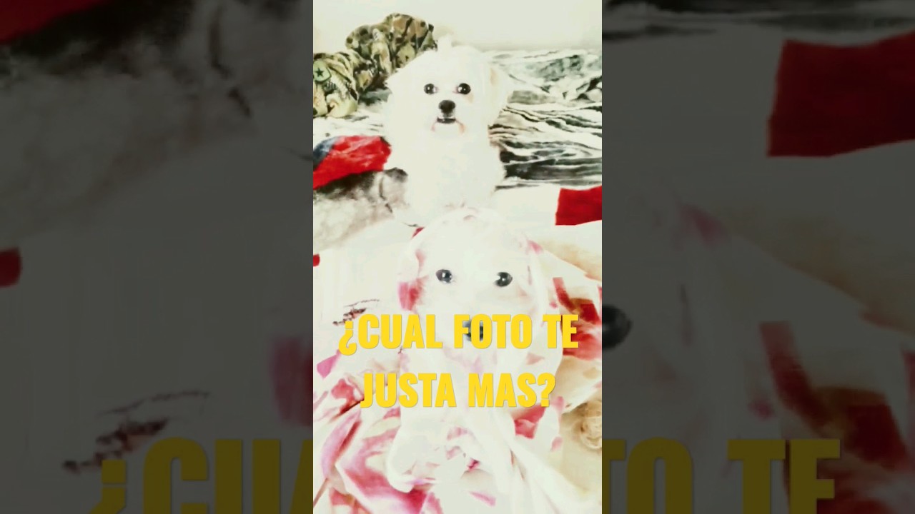 FOTOS con LA manada.