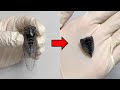 You Can Make a Dead Cicada Cry ! - Cicada Anatomy