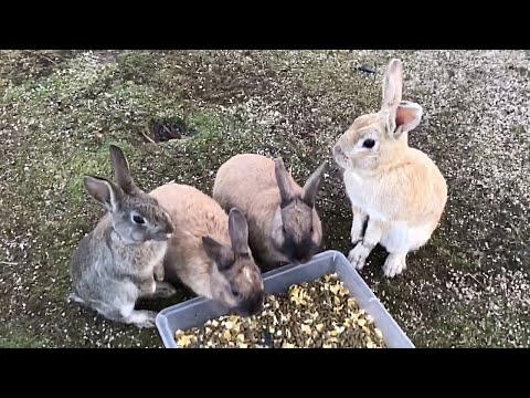 Rabbit squeal | Scream