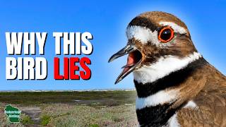 5 Things You Didn't Know About Killdeer!