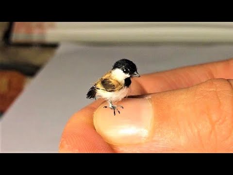 image-What kind of bird has yellow tipped tail feathers?