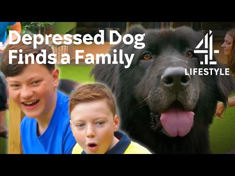 Abandoned Newfoundland Finds a New Forever Home | The Dog House | Channel 4