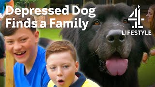 Abandoned Newfoundland Finds a New Forever Home | The Dog House | Channel 4