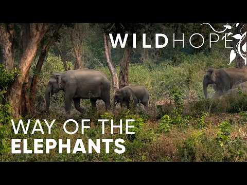 Saving Elephants by Moving a Village | WILD HOPE