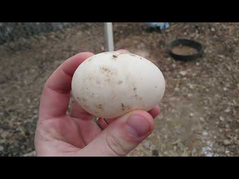 All Things Duck Eggs: Basics and Details