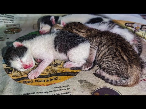 New born kittens.Our cat has given birth to 4 kittens.
